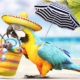 Papagei als Paradiesvogel am Strand – Urlaub Konzept