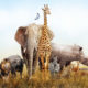 Safari Animals in Africa Composite
